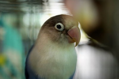 Blue masked -agapornis personata lovebird in the cage