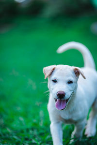 Portrait of dog