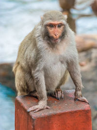 Close-up of monkey