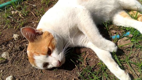 High angle view of a cat on field