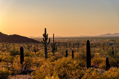 Cactus growing on field against sky during sunset