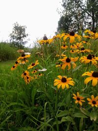 Yellow flowers blooming on field