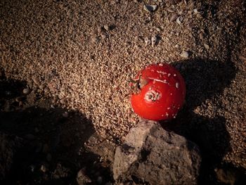 High angle view of ladybug on ground