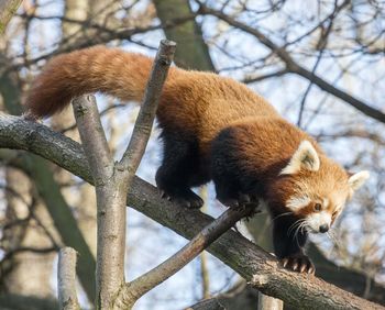 Low angle view of a squirrel on tree