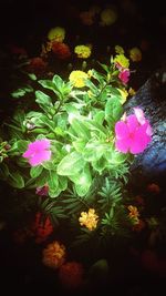 Close-up of pink flowers