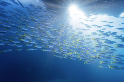 Low angle view of fish swimming in sea