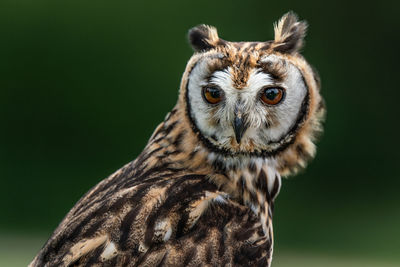 Close-up portrait of owl