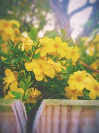 Close-up of yellow flower
