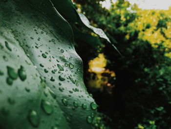 Close-up of raindrops on leaves