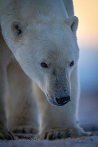 Close-up of polar bear head and legs