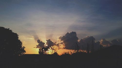 Silhouette of trees at sunset
