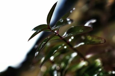 Close-up of water drops on leaf