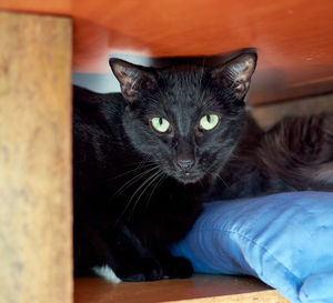 Portrait of cat relaxing at home