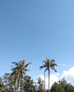 Low angle view of palm trees against clear blue sky