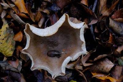 Full frame shot of animal skull on field