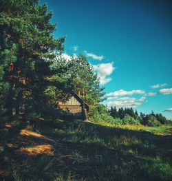 Trees by grass against sky