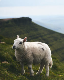 Sheep standing in a field