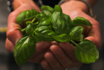 Close-up of hand holding leaves