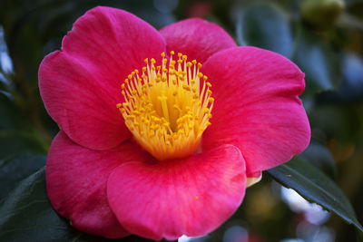 Close-up of pink flower