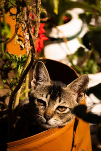cat
