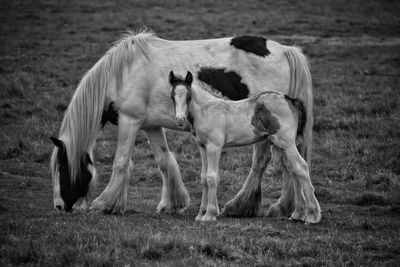 Horses grazing on field