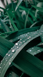 High angle view of raindrops on leaves