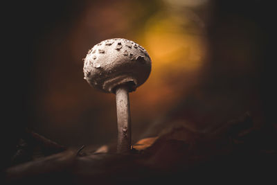 Close-up of mushroom growing on plant