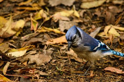 Close-up of bird perching on a land