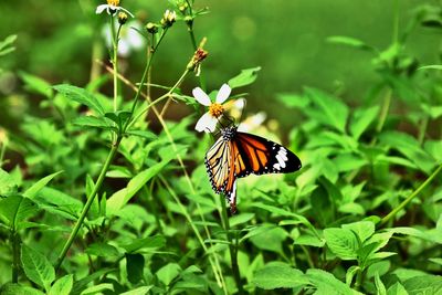 Close-up of butterfly pollinating on flower