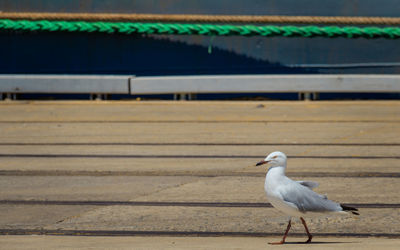 Seagull perching on wood