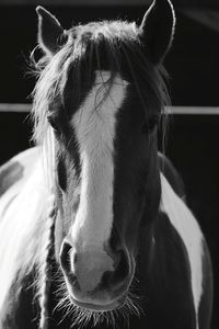 Close-up portrait of a horse