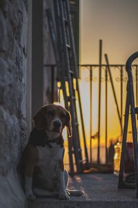 Close-up of dog sitting outdoors