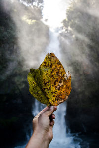 Close-up of hand holding leaf