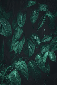 Full frame shot of wet leaves