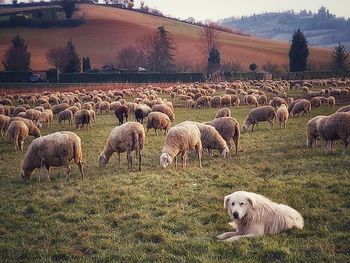 Herd of sheep on field