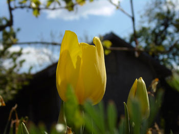 Close-up of yellow flowering plant against sky