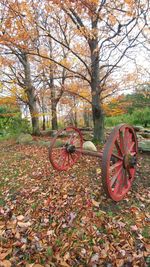Autumn leaves on tree