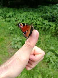 Close-up of butterfly on hand