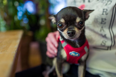 Midsection of person with dog at home