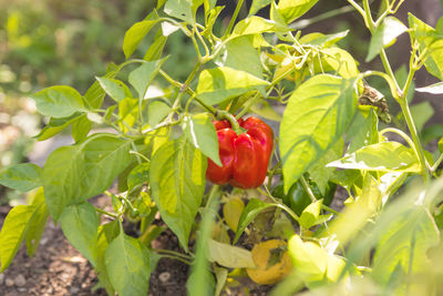 Close-up of red flowering plant