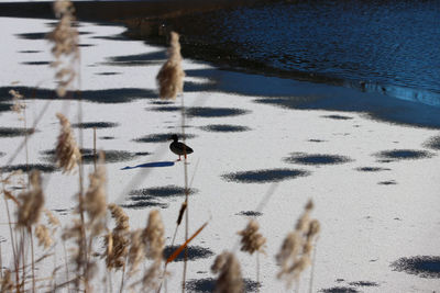 Birds in lake