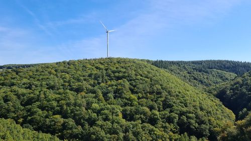 Plants growing on land against sky