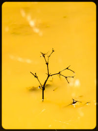 Close-up of bare tree in water