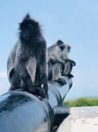 Low angle view of monkey sitting on rock