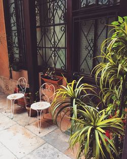 High angle view of chairs and plants on sidewalk