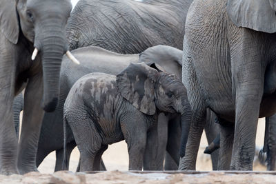 View of elephant