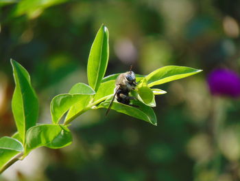 Close-up of insect on flower