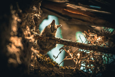 Low angle view of chipmunk on twig