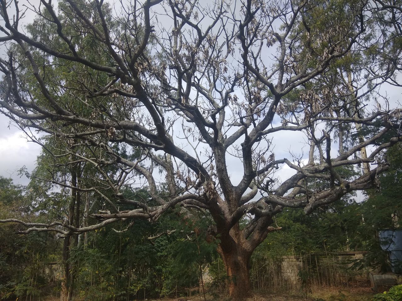 LOW ANGLE VIEW OF TREE AGAINST SKY