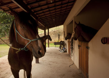 Horse in stable